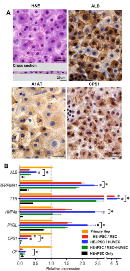 Fig. 4. Paracrine signals induce expression of hepatic differentiation