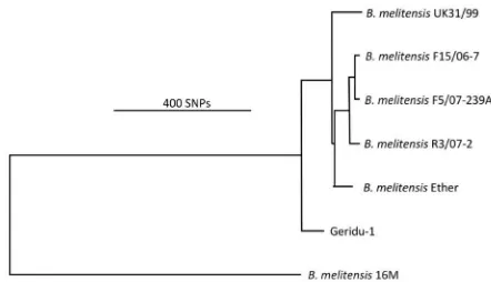 FIG 2 Phylogenetic tree showing the position of the medieval Geridu-1 strainwithin the Ether clade