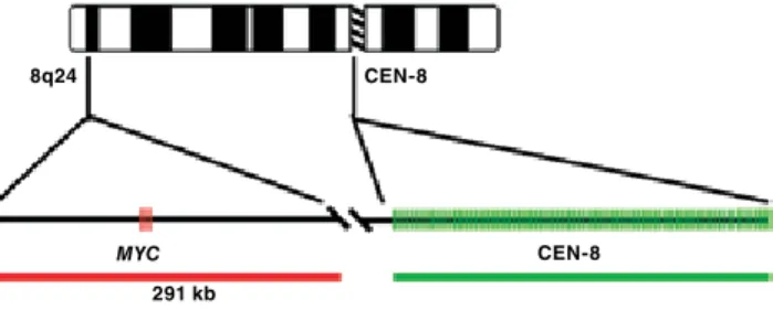 Figure 1. Example of a FISH probe mixture. A 291 kb long Texas Red-labeled 
