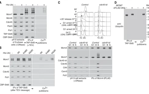 Fig. 1. The CMG DNA helicase is ubiquitylated on its Mcm7 subunit) Extracts of S-phase cells (YMM22 and YMM23), with or without a plasmid expressing protease before denaturation with 8 M urea (described in the materials and methods section), so that ubiqui