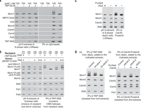 Fig. 2. SCFDia2( drives in vitro ubiquitylation of CMG in yeast cell extractsA) Control (YHM117) and TAP-SLD5 cells (YHM132) were processed as above, except 
