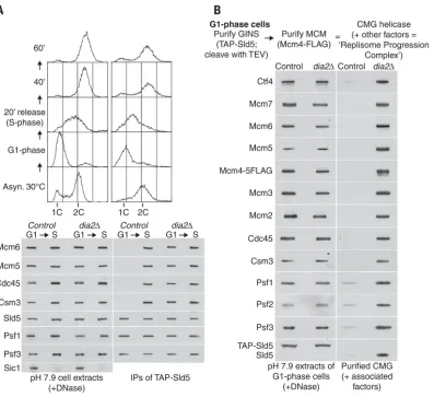 Fig. 4. CMG is present during the G1components of the replisome progression complex such as Csm3 and Ctf4 (1), was monitored by immunoblotting of the indicated proteins