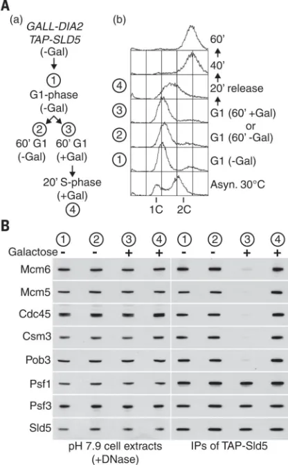 Fig. 6. Dia2 induces disassembly of terminated CMG complexes but does not prevent assembly of active CMG complexes(weak and inducible galactose (pheromone (stage 1)