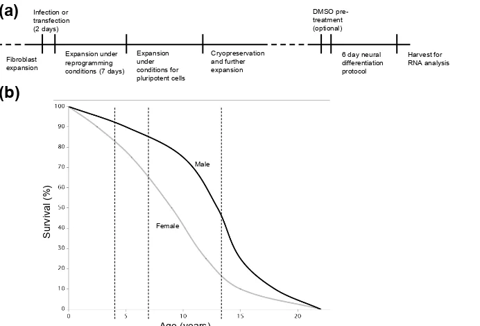 Figure 1. (a) Timeline showing the transition of terminally differentiated cells (ﬁbroblasts) ﬁrst to iPS cells, through reprogramming, andthen to neural type cells using a directed differentiation method