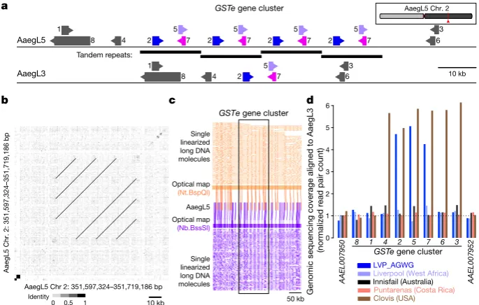 Fig. 3 | Application of AaegL5 to resolve the sex-determining locus. a, M locus structure indicating high alignment identity (grey-dashed boxes) and boundaries of myo-sex and Nix gene models (magenta and white boxes, arrowheads represent orientation)