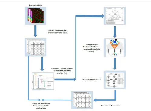 FIGURE 6 | Schematic diagram of FBN modeling and network inferences: (1) discrete expression data into Boolean time series; (2) construct orchard cubes in parallelto generate analytical data and store all precomputed measures; (3) mine potential regulatory rules for all target genes through the constructed orchard cube based onsome criteria; (4) generate the fundamental Boolean network; (5) use the generated network to reconstruct the input time series by giving the initial states of all originalinputs and; (6) verify the reconstruction time series with the original series, if necessary, to gain conﬁdence in the results.