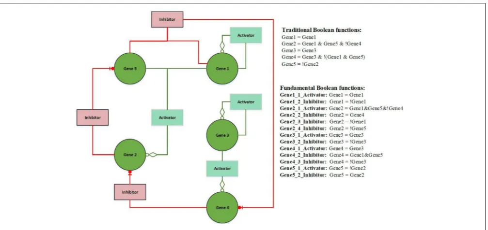 FIGURE 3 | Simulation of the dynamic equilibrium of gene regulation.