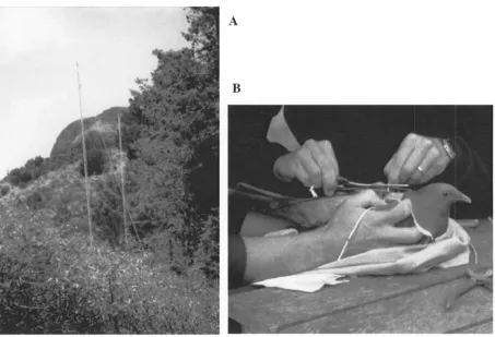 Figure 2.3. A) At a catch site in Orton Bradley Park, the mist net was placed between conifer trees used for roosting and poroporo bushes used for foraging at the time; B) handling was a two-person effort where one held the kereru while the other attached 