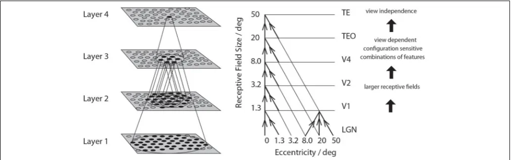 FIGURE 1 | Convergence in the visual system. Right: As it occurs inthe brain. V1, visual cortex area V1; TEO, posterior inferior temporalcortex; TE, inferior temporal cortex (IT)