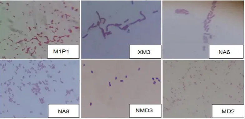 Figure 2 Colony morphology of nitrogen-removing bacteria on SW-MM medium  
