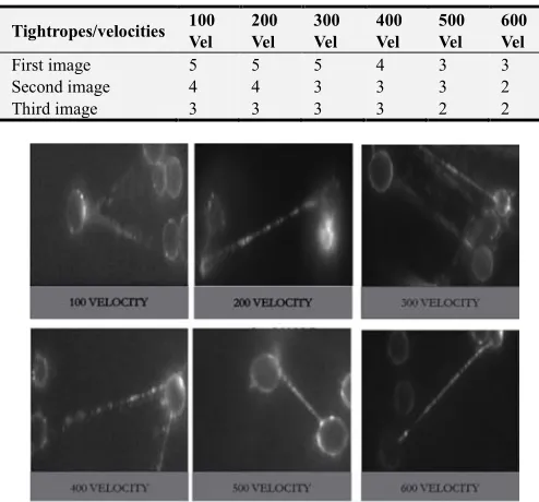Table 2. Showing numbers of multiple strands tightrope formed after strands were seen at lower velocities and less number of multiple strands imagining the flow cells at various velocities