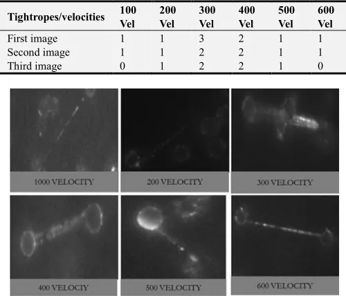 Table 4. Showing numbers of single and multiple tightropes formed at different velocities, where the numbers of multiple strands reduces with increase in velocity