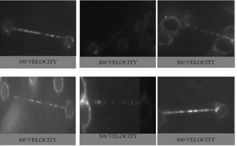 Figure 7. Showing the numbers of single stranded picked at random. Where all the velocities has single strands of the λDNA