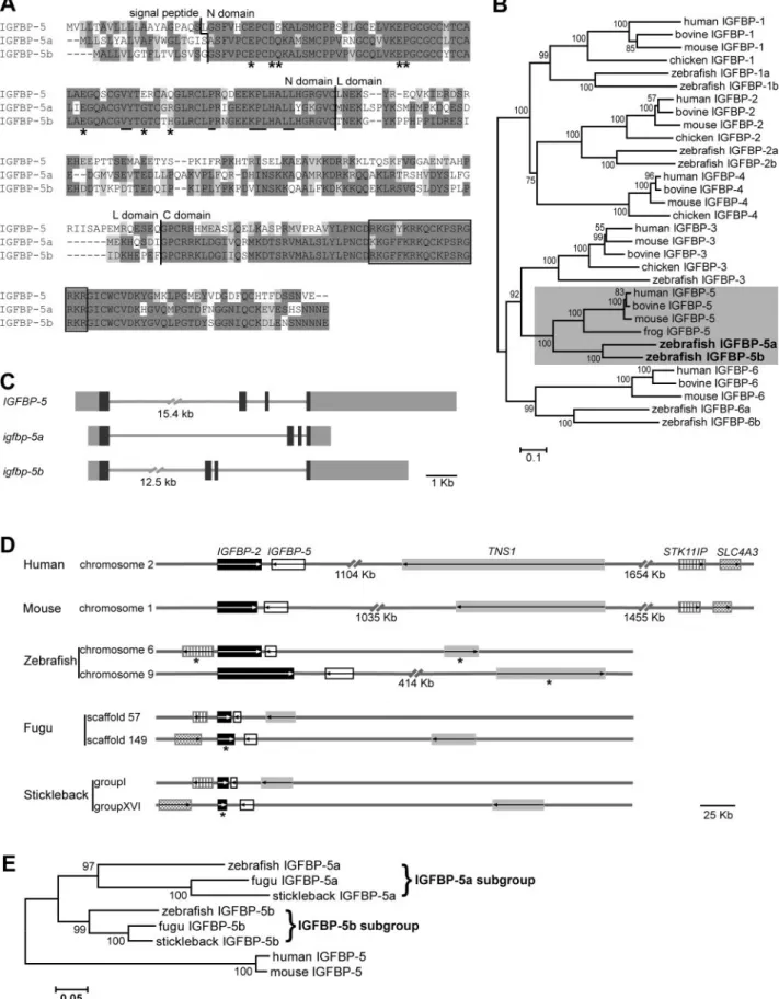 Figure 1. There are 2 igfbp-5 genes in zebrafish and other teleost fish. A) Sequence alignment of human IGFBP-5 and zebrafish IGFBP-5a and -5b