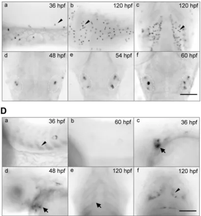 Figure 2. Zebrafish igfbp-5a and -5b exhibit distinct spatial and temporal expression patterns