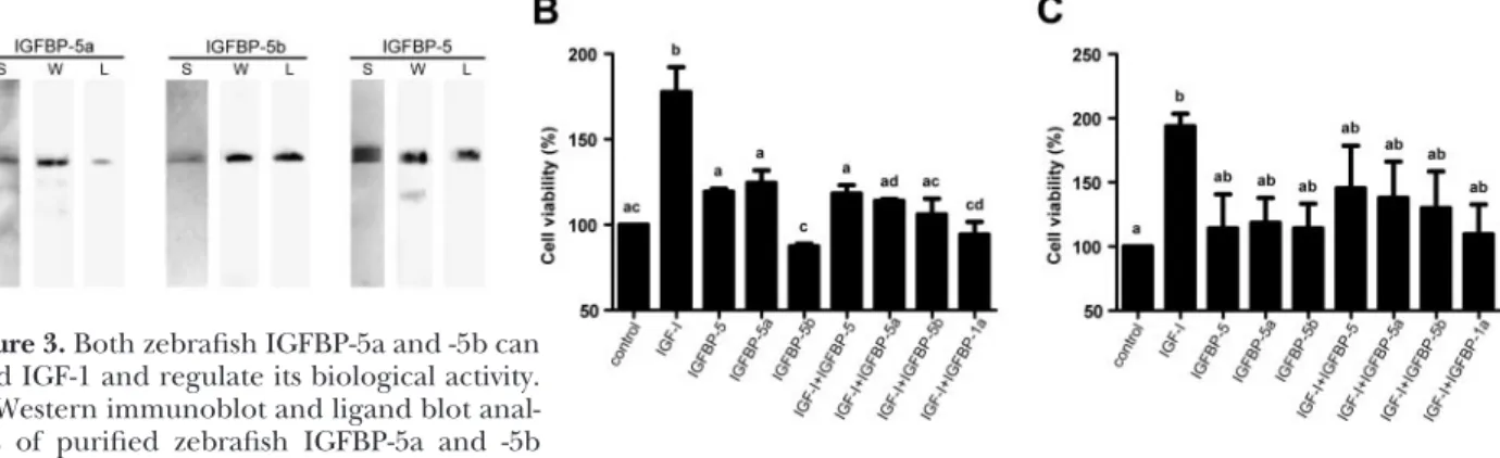 Figure 4. Nuclear localization and TA activities of zebrafish IGFBP-5a and -5b.