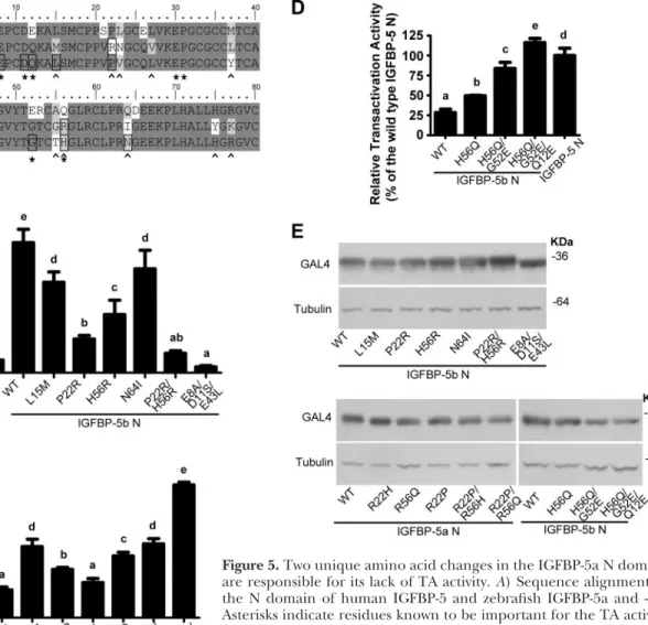 Figure 5. Two unique amino acid changes in the IGFBP-5a N domain are responsible for its lack of TA activity