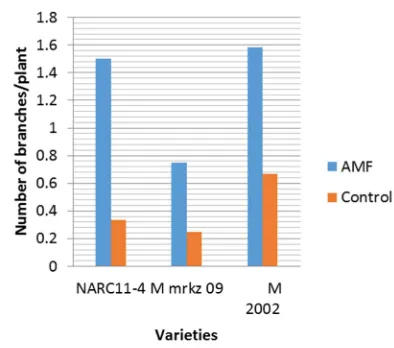 Figure 6. Influence of AMF on dry shoot weight at harvesting stage. 