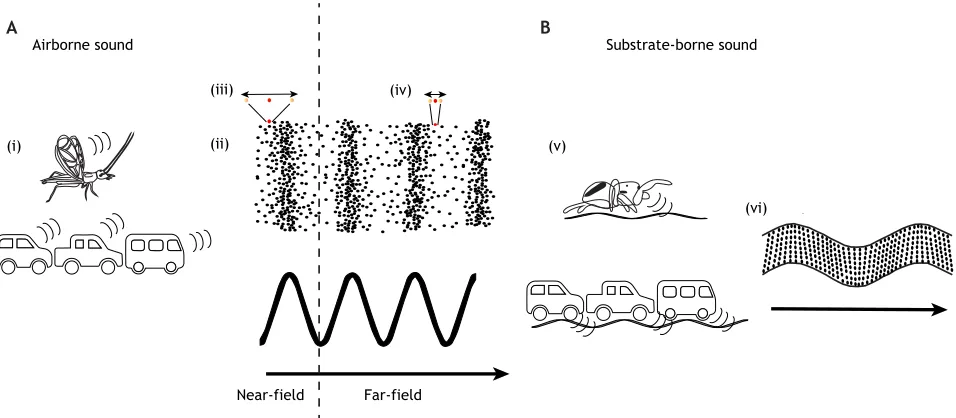 Fig. 1. Acoustic properties of airborne and substrate-borne sound. (A) (i) Both biotic and anthropogenic sources can produce airborne sound