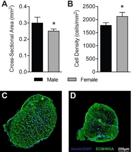 Figure 1. Representative cross-sections of male and female Achilles tendons stained with WGA and DAPI
