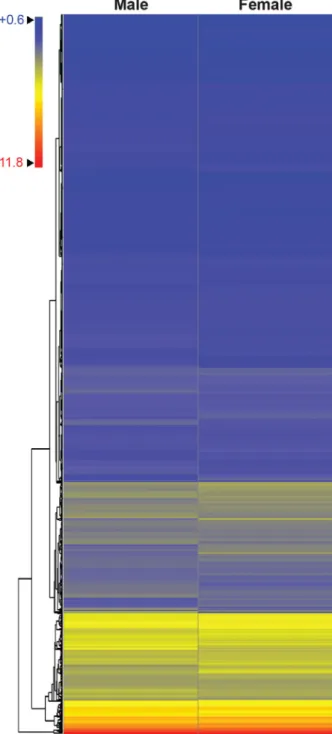 Figure 3. Heatmap of global gene expression data subjected to hierarchical clustering from microarrays of male and female plantarflexor tendons