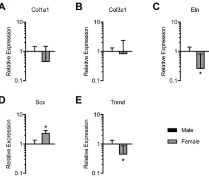 Figure 4. Gene expression analysis of male and female plantarflexor tendons. Quantitative analysis of qPCR for (A) type I collagen, (B) type III collagen, (C) elastin, (D) scleraxis, and (E) tenomodulin