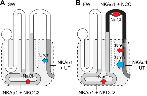 Fig. 7. Schematic diagram showing changes in kidney function betweenSW- and FW-acclimated bull sharks.(shown in black)