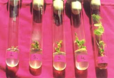 Fig. 2. Plantlet regeneration from shoot tip explant on MS +0.1 mg/l BA (stages of plantlet regeneration)