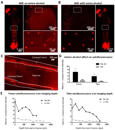Fig. S2. The effect of amino alcohol on reducing autofluorescence. (A) MIP of a mouse 