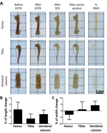 Fig. S4. Sample progression through Bone CLARITY clearing process. (A) Micrographs documenting the progression of the femur, tibia and vertebral column throughout each phase of Bone CLARITY