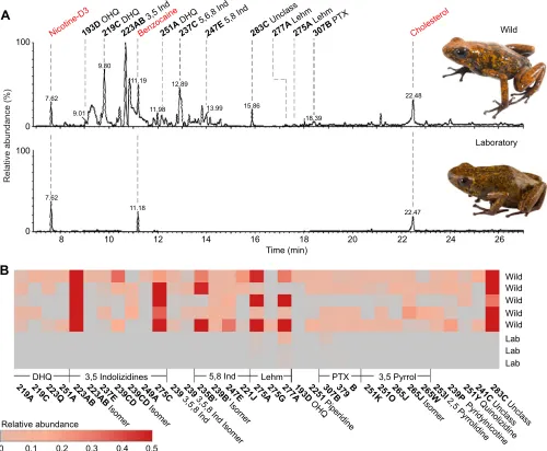 Fig. 1. Skin alkaloid abundance differs between wild-caught and laboratory-reared frogs from the Otokiki population of Oophaga sylvaticaprofiles assayed by gas chromatography/mass spectrometry (GC/MS) show chemical defenses in wild-caught (top,this experim