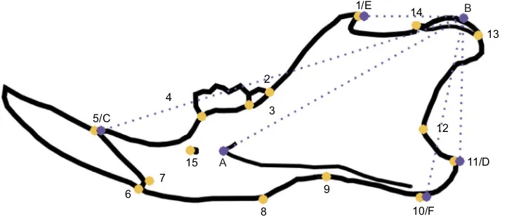 Fig. 1. Outline of the mouse mandible,showing the landmarks used in this study.(ventral-most); BBYellow landmarks are those used for shapeanalysis, and purple landmarks are thoseused to calculate lever arms