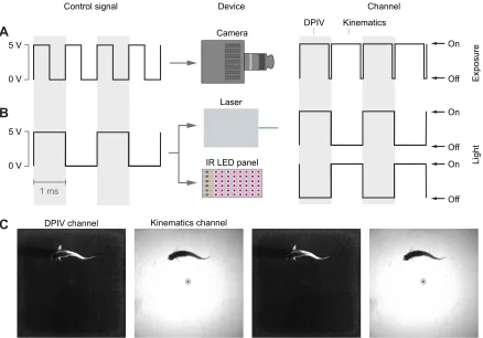Fig. 2. Control of light sources and camera exposures for DPIV and kinematics channels with MSV