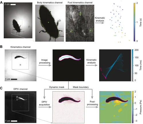 Fig. 3. Workflow of MSV analysis for experiments on a cockroach and a fish. (A) Cockroach motion was measured using body kinematics and foot kinematicschannels