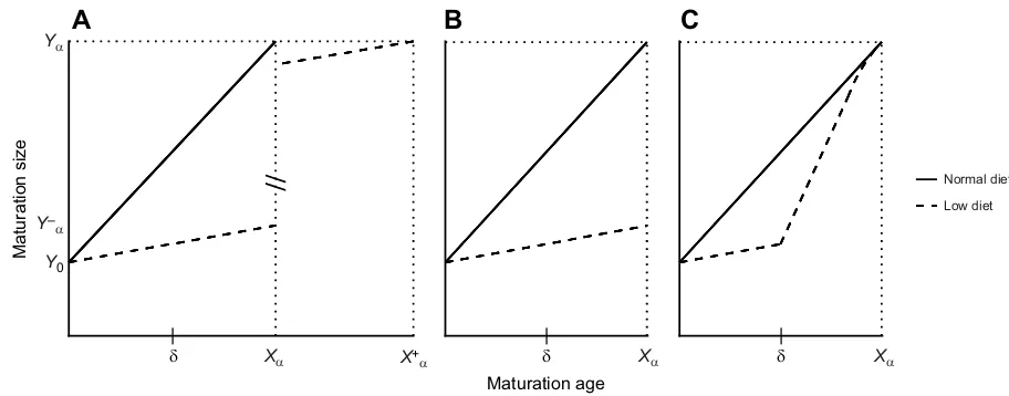 Fig. 1. Hypothetical growth curves for resource-limited immature animals upon being switched to normal resource availability (δ), relative toanimals that do not experience limited resources