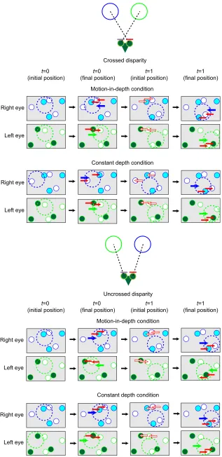 Fig. 1. Stimuli presented in Experiment 1. The randomshown on each frame; thepositions shown here for clarity