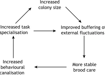 Fig. 3. Hypothetical interactions between colony size, within-individualvariability and division of labour.external perturbations and offers stable conditions to the brood