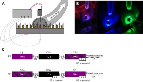 Fig. 1. Conditioning of a restrained bee to olfactory–visual stimuli. (A) A cold light-guide system made of an acrylic glass cylinder was positioned 3 cm abovethe tested subject and orthogonal to the odour presentation device