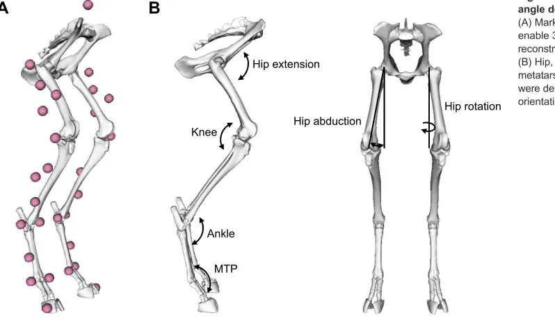 Fig. 1. Marker placement and jointangle definitions for the goat model.(A) Marker positions were chosen toenable 3D inverse kinematicreconstruction of each hindlimb joint.(B) Hip, knee, ankle andmetatarsophalangeal (MTP) joint angleswere determined from the relativeorientations of adjacent segments.