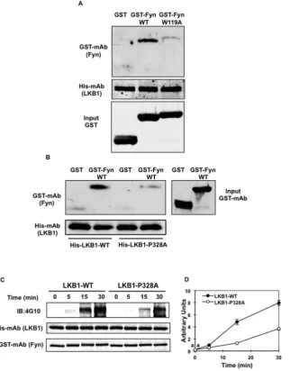 Figure 1. In vitro(detecting Fyn kinase) and anti-His (detecting LKB1) antibodies. Blots are representative of 4 independent experiments