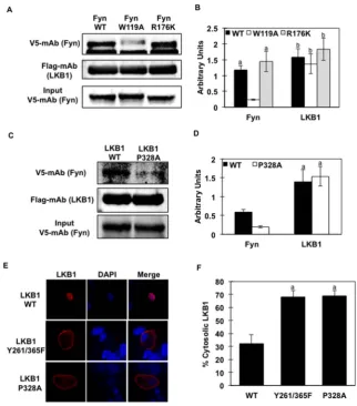 Figure 2. Fyn SH3 domain binds to the proline-rich domain of LKB1 and induces LKB1 cytosol localization (A) Lysates from(A and C) are representative of 3 independent experiments