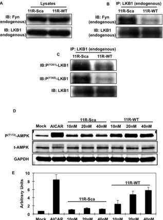 Figure 4. The LKB1-proline-rich domain mimicking peptide (11R-WT) inhibits the endogenous interaction of Fyn with LKB1, LKB1Fyn-dependent phosphorylation and induces AMPK phosphorylation in C2C12 myotubes.were determined using specific antibodies