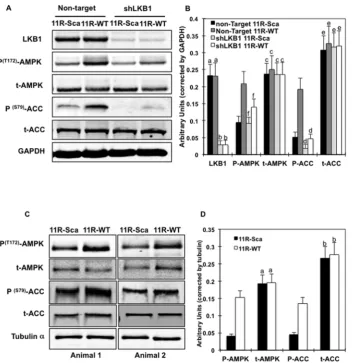 Figure 5. Effects of the LKB1-proline-rich domain mimicking peptide (11R-WT) on AMPK phosphorylation are inhibited in LKB1-deficient C2C12 myotubes.(tACC), phospho Soxygenated (95% Oeach other (Pof 3 independent experiments
