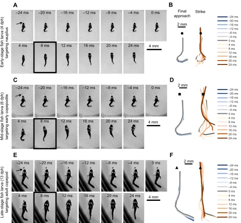 Fig. 1. Exemplar feeding sequences of larval clownfish in 4 ms intervals (every other frame at 500 frames s−1)