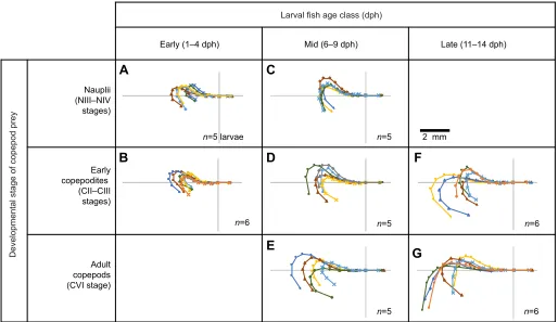 Fig. 2. Postures of larval clownfish just before successful strikes. Each line represents an individual larva’s midline at t0, grouped by predator–prey category(n=7 categories based on larval age class and copepod developmental stage, with sample sizes wit