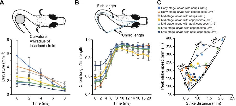 Fig. 3. Fish larvae’strike, plotted versus distance between the edge of the fishlarval age class and copepod developmental stage).shown in drawing, and averaged within predatoreach fish, as shown in drawing, and averaging within predators relative curvatur