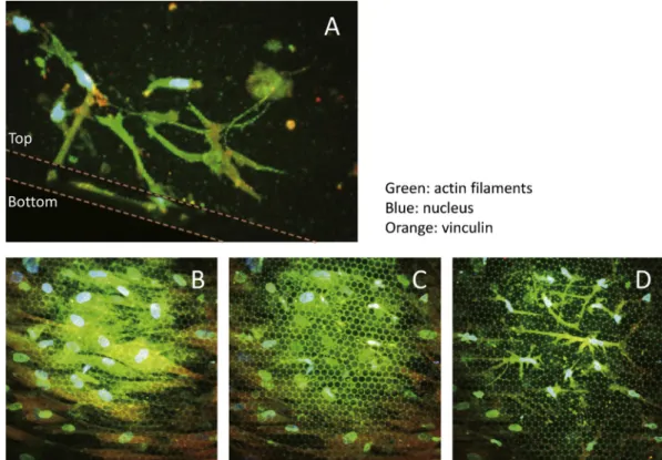 Figure 6 Elevated concentrations of extracellular Ca 2+ induced Cox-2 mRNA expression and PGE 2 production, and subsequently up- up-regulated the expression of Fgf-2 mRNA.