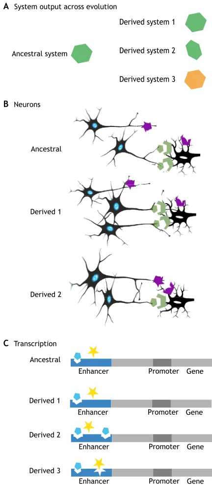 Fig. 3. Analogies between transcriptional and cellular processes thatconfer robustness and plasticity in network output during evolution.(A) Systems such as transcriptional and neural networks can produce similarnetwork output from numerous system configur