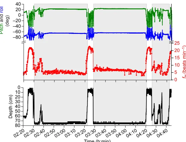 Fig. 4. findicate turtle is submerged. Heart rate during dives is lowunless the turtle is moving, as indicated by the pitch and(black) profiles during three dives and three surfaceintervals of turtle 5 on 8 September 2015.H (red), pitch (green), roll (blue) and depth Shaded areasroll profiles.