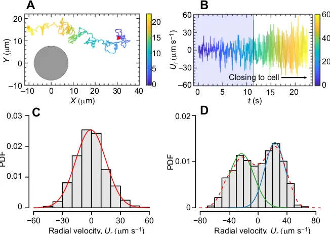 Fig. 4. Enhanced diffusional properties oftracer particles affected by active algal density.(A) Mean square displacement (MSD) of thetracers versus time at various active algaldensities (microscale vortices), showing diffusivescaling behavior with increasi